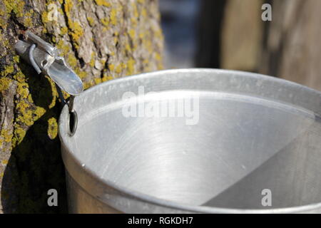 Temps des sucres/Zucker Zeit Stockfoto