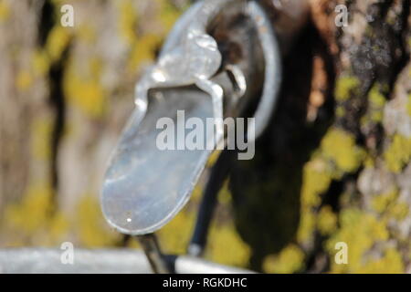 Temps des sucres/Zucker Zeit Stockfoto