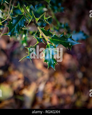 Frisches Grün holly wachsen in einem typischen englischen Herbst zurück Garten Stockfoto