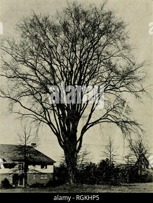 . Bulletin - Massachusetts landwirtschaftliche Experiment Station. Landwirtschaft - - Massachusetts. 16 Masse. EXPERIMENT STATION BULLETIN 343. Eine Ulme Blüte im Frühjahr. Das Ulmensterben bedroht die Zerstörung der amerikanischen Elm. Die einzige Hoffnung auf Rettung Massachusetts Ulmen liegt in frühe Erkennung und rasche Zerstörung der ersten infizierten Bäumen im Zustand gefunden. Sehen Sie sich die sterbende Äste; Welke und Vergilbung der Blätter auf Terminal Zweige; vorzeitige Blatt - fallen; braune Streifen oder Flecken, die in der äusseren Holz Ringe und unter der Rinde der Abschnitte ausschneiden willst - die betroffenen Branchen. Wenn diese Zeichen erscheinen, Stockfoto