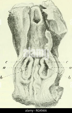 . Bulletin international de l'Académie des Sciences de Warschau. Classe des sciences Mathématiques et Naturelles. = Anzeiger der Akadémie . in Krakau. Mathematisch-naturwissenschaftliche Classe. Wissenschaft. 743 Hache; auf den ersten Blick ähnelt sie hier einer in der Vertiefung der Oesophaguswand liegenden, ganz oberflächlichen Erosion (Abb. 1und 2). Solche Herde kommen immer getrennt vor und in den Fällen, auf einer Seite mehrere vorhanden sind, Üiessen sie nicht zusammen. Zweitens modalverbs sterben Labdrüsenherde auch als kleine rundliche oder gar über sterben irreguläre Oberfläche de Stockfoto