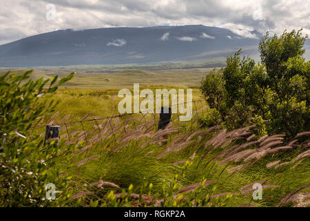 Waimea, Hawaii - Ranch Land unter Mauna Kea, die schlafenden Vulkan, ist der höchste Punkt in Hawaii. Einige der astonomical Observatorien auf dem Stockfoto