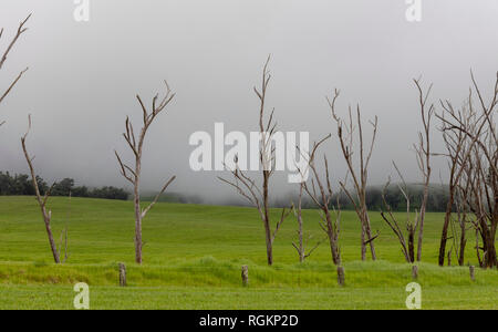 Waikii, Hawaii - Nebel Rollen in über Ranch landet auf Waikii Ranch, ein Luxus Eigenheimbesitzer Immobilien an den Hängen des Mauna Kea. Stockfoto