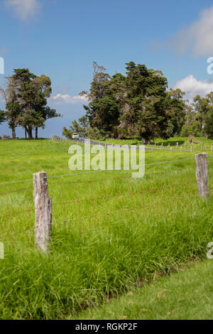 Waikii, Hawaii - Ranch landet auf den Pisten des ruhenden Vulkan Mauna Kea auf Hawaii Big Island. Stockfoto