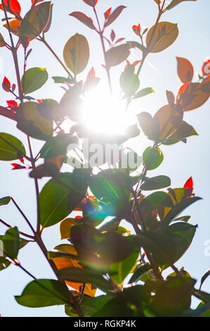 Sonnenlicht Sonnenstrahlen dringen durch die wachsenden Zweige voller Junge Blätter Stockfoto