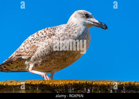 Junge Jugendliche Seagull Larus argentatus oder der Europäischen Silbermöwe auf einem Brunnen. Es ist eine große Möwe bis zu 65 cm lang. Einer der bekanntesten aller Stockfoto