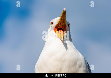 Nahaufnahme Porträt der Weißen Möwe mit weit geöffneten gelben Schnabel. Die Larus argentatus oder der Europäischen Silbermöwe, möwe ist eine große Möwe bis zu 65 cm Stockfoto