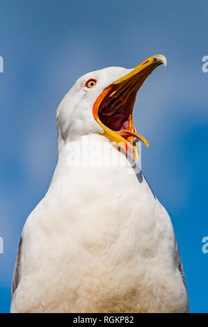 Nahaufnahme Porträt der Weißen Möwe mit weit geöffneten gelben Schnabel. Die Larus argentatus oder der Europäischen Silbermöwe, möwe ist eine große Möwe bis zu 65 cm Stockfoto