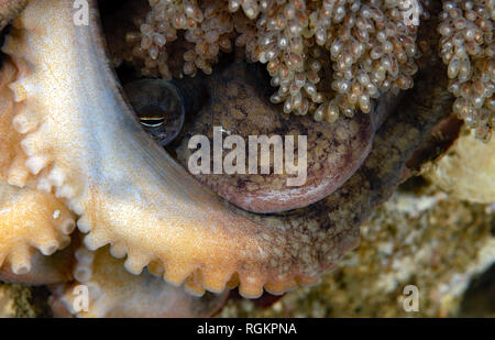 Octopus rubescens mit Eiern Stockfoto