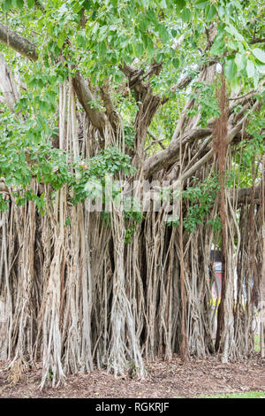 Banyan Tree mit einer Fülle von luftwurzeln in tropischen Darwin, Australien Stockfoto