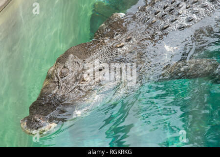 Darwin, Northern Territory, Australia-October 15,2017: Massive nach Salzwasser Krokodil in Nahaufnahme an der Crocosaurus Cove in Darwin, Australien Stockfoto