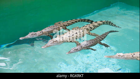 Darwin, Northern Territory, Australia-October 15,2017: Gruppe der Jugendlichen Salzwasser Krokodile im Pool in Crocosaurus Cove in Darwin, Australien Stockfoto