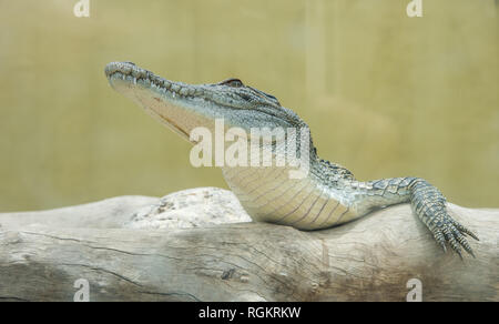 Darwin, Northern Territory, Australia-October 15,2017: Juvenile Salzwasser Krokodil auf Log in Crocosaurus Cove in Darwin, Australien ruhen Stockfoto