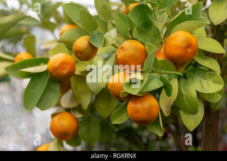 Marumi Kumquats, oder Kumquats, Laub und ovale Früchte kumquat Zwerg Baum Stockfoto