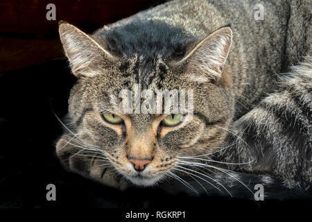 Nahaufnahme der gestreiften Katze Katze mit grünen Augen auf schwarzem Hintergrund Stockfoto