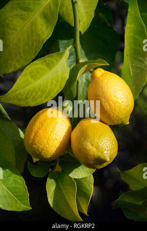 Nahaufnahme von Lemon Tree Branch mit Zitrone Obst auf dunklem Hintergrund Stockfoto