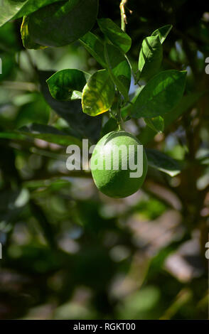 Eine Grüne Limone Früchte hängen am Baum Stockfoto