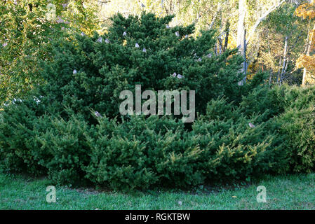 Eine große Breite mit vielen Spatzen auf den Zweigen Fichte. Breite Weihnachtsbaum im Freien in einem Park auf grünem Gras. Moskau, Russland Stockfoto