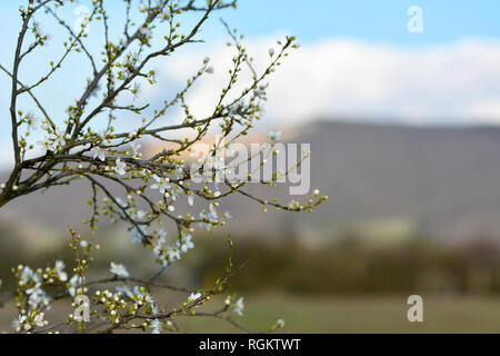Erste apple tree Blüten blühen auf dünnen Zweigen während des frühen Frühlings Erwachen vor verschwommenen Hintergrund Stockfoto
