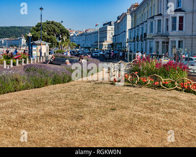 14. Juli 2018: Llandudno, Conwy, North Wales - getrocknet, und Gras in den öffentlichen Gärten auf Llandudno Promenade während der anhaltenden Hitzewelle des Sommers. Stockfoto