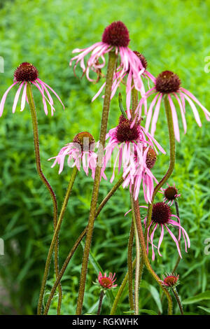 Blasser Sonnenhut, Echinacea Githago Stockfoto