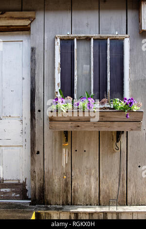 Nahaufnahme der rustikalen Holzmöbeln Struktur mit abblätternde Farbe, Tür und Fenster. Holz- Fenster mit lila Bratschen & grünes Laub. Stockfoto