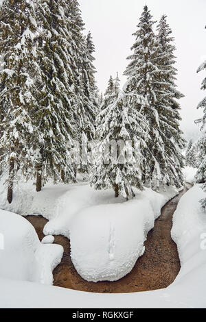 Landschaft mit einem Fluss in einem Pinienwald im Winter Stockfoto