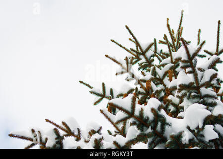 Details, Nahaufnahme der im Schnee immergrüne Zweige mit Kiefern bedeckt, Ansicht von unten mit weißem bewölkt Hintergrund. Stockfoto