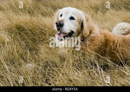 Golden Retriever lächelnd auf einen schönen Spaziergang in einem gelben wachsendes Feld im Frühling, am späten Abend, Sonnenuntergang. Gemeinsame Momente mit Pet, Glück Stockfoto