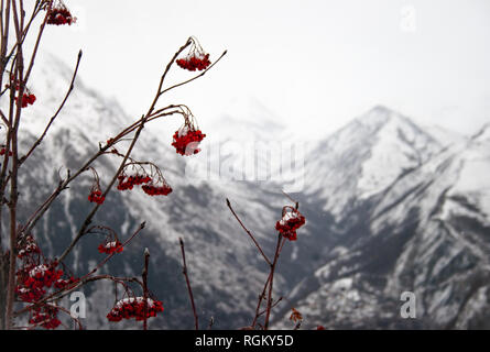 Schöne Blumen bunte Winter/Frühling Hintergrund, in Snow Mountain Ash tree wachsende kleine rote Beeren im Winter in der Kälte. Entspannende backd Stockfoto