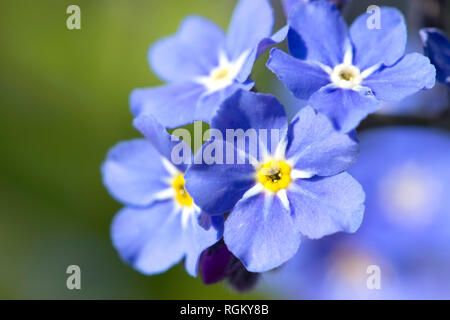 Die Nahaufnahme Bild der blauen Blumen Stockfoto