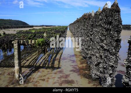 Oyster Bank und Muschel Bank bei Ebbe Bretagne Frankreich Europa Stockfoto