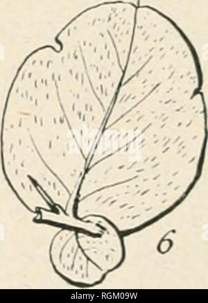 . Bulletin de la Socit botanique de Genve. Pflanzen, Pflanzen-- Schweiz. . Bitte beachten Sie, dass diese Bilder sind von der gescannten Seite Bilder, die digital für die Lesbarkeit verbessert haben mögen - Färbung und Aussehen dieser Abbildungen können nicht perfekt dem Original ähneln. extrahiert. Socit botanique de Genve. Genve, [Schweiz]: Socit botanique de Genve Stockfoto