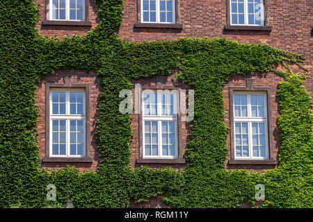 Alte Holzfenster auf der Hausfassade. Grüne Blätter Efeu Pflanze vintage Gebäude abgedeckt. Überwucherte Geheimnis Home, dekorative Garten an der Wand Stockfoto