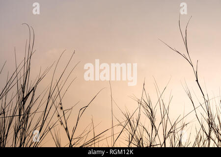 Getrocknete Gras im Abendlicht Stockfoto