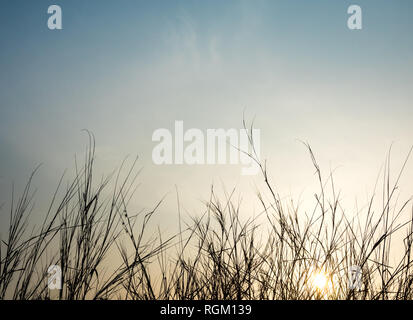 Getrocknete Gras im Abendlicht Stockfoto