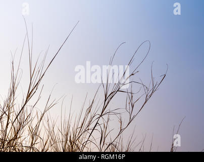 Getrocknete Gras im Abendlicht Stockfoto