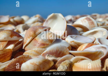 Stapel von Seashells closeup, der am Ufer des Meeres gegen den blauen Himmel Stockfoto