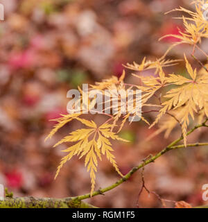 Detail der bunten Blätter auf japanischen Ahorn Bäume im Herbst. Stockfoto