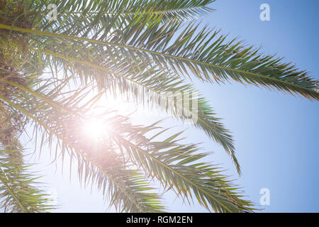 Nahaufnahme von tropischen Palmen Zweigen und helle Sonne durch die Blätter zu brechen. Stockfoto
