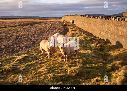 Neugierige Schafe weiden in der Nähe Scarlett, Castletown, Insel Man im späten Winter Nachmittag sunshire Stockfoto