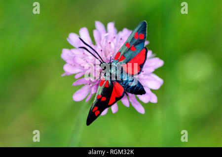 Six-spot Burnet Moth, Zygaena Filipendulae, ein Day-Flying Motte Stockfoto