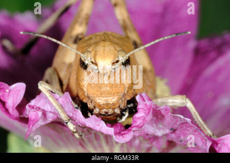 Rufous Heuschrecke, Gomphocerippus Rufus, Essen Lila Malve, Alcea Githago Stockfoto