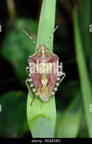 Schlehe Bug Dolycoris baccarum Stockfoto