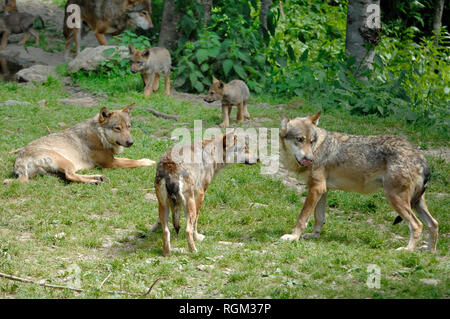 Wolf Pack inkl drei Erwachsene und zwei Jungtiere. Grauer Wolf, aka Grauer Wolf oder Timber Wolf (Canis lupus) am Rande von Wald im Nationalpark Mercantour Frankreich Stockfoto