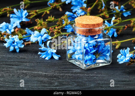 Gemeinsame CHICORÉE (Cichorium intybus) Kraut in der Flasche. Alternative Medizin Konzept auf einem schwarzen Holztisch (selektive Fokus). Stockfoto