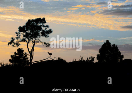 Silhouette einer Great Blue Heron sitzen auf einem Baum bei Sonnenuntergang in Grayton Beach State Park in den Panhandle von Florida Gulf Coast, US A. Stockfoto