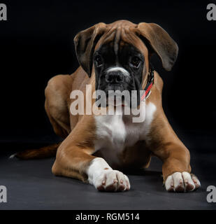 Hund Boxer junge männliche reinrassigen posiert im Studio Stockfoto