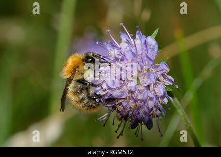 Biene auf Devil's bit Scabious - Succisa pratensis Stockfoto