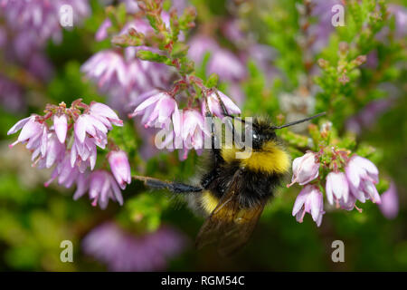 Buff-tailed Bumblebee - Bombus terrestris auf Heidekraut Calluna vulgaris Stockfoto